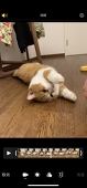 肆井游马