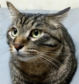 うりぽ