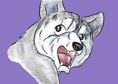 sato