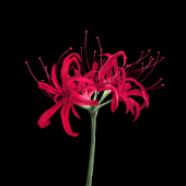 HIROTO