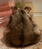 るるぷら