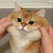 十九号花生米