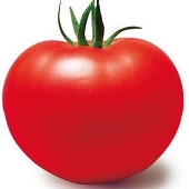 とまとん🍅