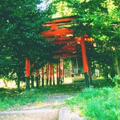 カリフラワー野森