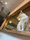 牛すじ