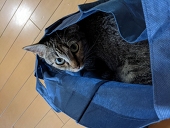 ゆうこ姫