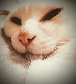 豆ちよこ