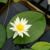 小百々