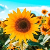何処かのお花