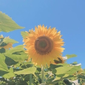 無加糖OCHA
