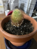 とびこ