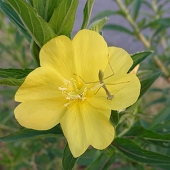 alchu