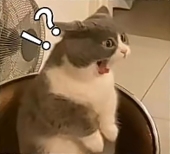 STRAY枫菌
