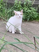 はやまちほ