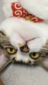 アオ