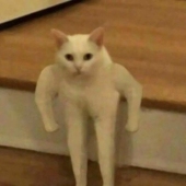 chahui4