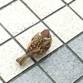 りっと