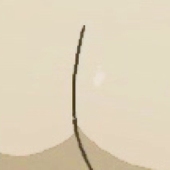 U W.Bucciarati