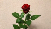 AMANE34273482