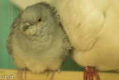 はとぽっぽ/鳥類はと