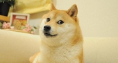 wudipanxiaodou