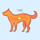 いぬまんとる