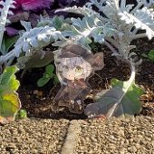 ちゃこ