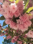 ウコギ