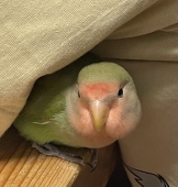 朱里