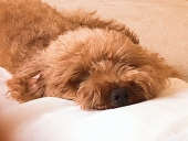 ひのこ