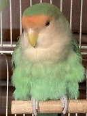 秋