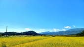 明穂