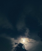 蒼梟