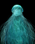 海月
