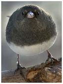 あきちゃそ