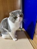 辰巳
