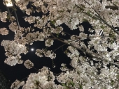 ぴちゅ