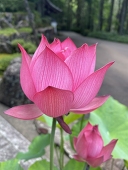 さわ