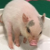 あか