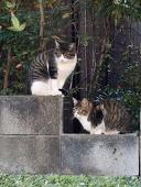 三毛猫旅団