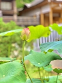 ないない