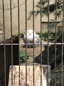 しの