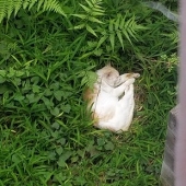 Natuめ
