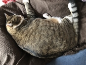 ののの