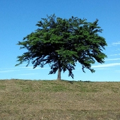 Icusvelia