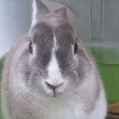 ミックスうさぎ