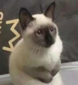 红豆柴