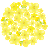 菜の花