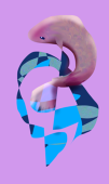 チョコ