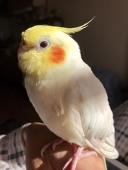 SugiWoo